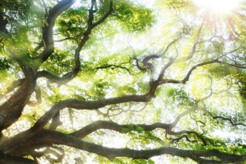 smart-art-trees-misty-forest-tree-trunks-sunlight-autum-winter-spring-summer-58