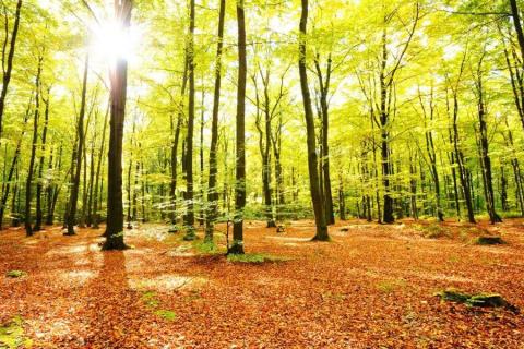 smart-art-trees-misty-forest-tree-trunks-sunlight-autum-winter-spring-summer-60