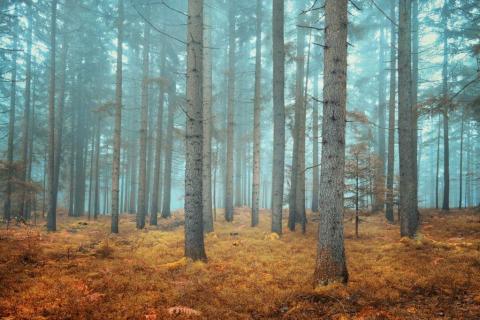 smart-art-trees-misty-forest-tree-trunks-sunlight-autum-winter-spring-summer-64