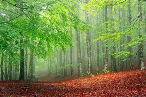 smart-art-trees-misty-forest-tree-trunks-sunlight-autum-winter-spring-summer-65