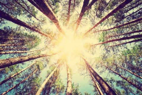 smart-art-trees-misty-forest-tree-trunks-sunlight-autum-winter-spring-summer-66