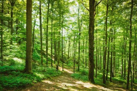 smart-art-trees-misty-forest-tree-trunks-sunlight-autum-winter-spring-summer-67