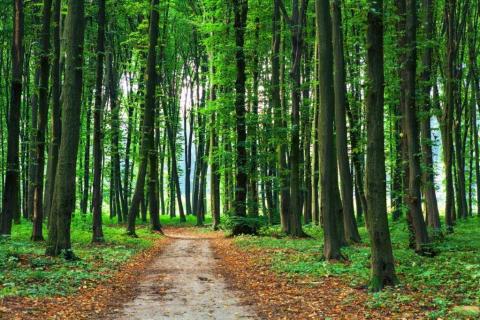 smart-art-trees-misty-forest-tree-trunks-sunlight-autum-winter-spring-summer-68