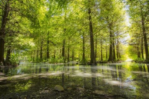 smart-art-trees-misty-forest-tree-trunks-sunlight-autum-winter-spring-summer-70
