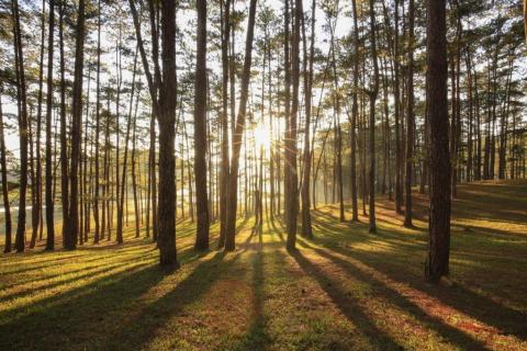 smart-art-trees-misty-forest-tree-trunks-sunlight-autum-winter-spring-summer-72