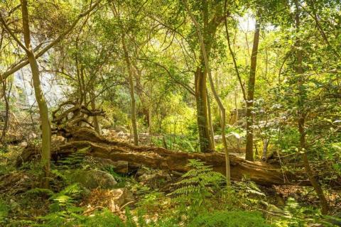 smart-art-trees-misty-forest-tree-trunks-sunlight-autum-winter-spring-summer-73