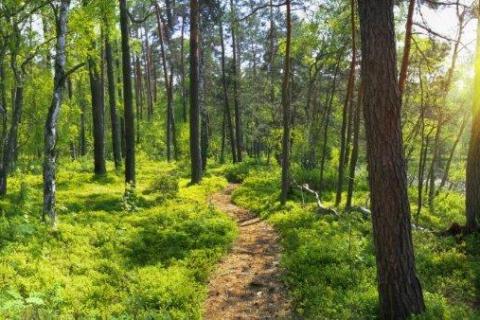 smart-art-trees-misty-forest-tree-trunks-sunlight-autum-winter-spring-summer-75