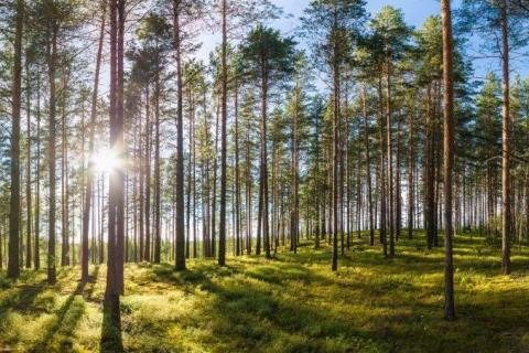 smart-art-trees-misty-forest-tree-trunks-sunlight-autum-winter-spring-summer-76