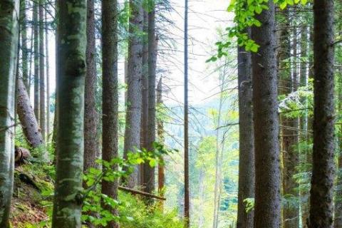 smart-art-trees-misty-forest-tree-trunks-sunlight-autum-winter-spring-summer-77