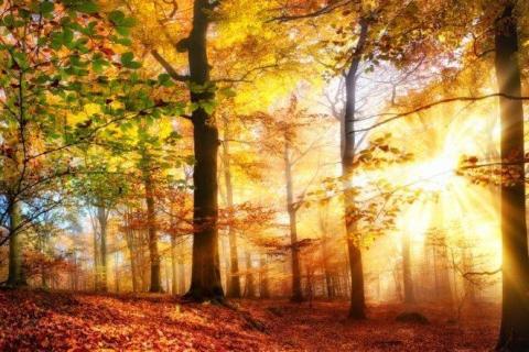 smart-art-trees-misty-forest-tree-trunks-sunlight-autum-winter-spring-summer-78