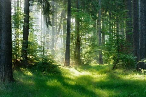 smart-art-trees-misty-forest-tree-trunks-sunlight-autum-winter-spring-summer-79