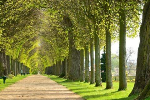 smart-art-trees-misty-forest-tree-trunks-sunlight-autum-winter-spring-summer-80