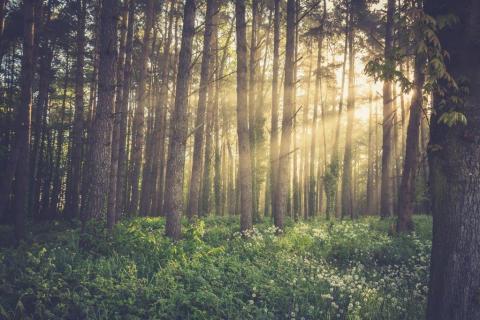 smart-art-trees-misty-forest-tree-trunks-sunlight-autum-winter-spring-summer-81