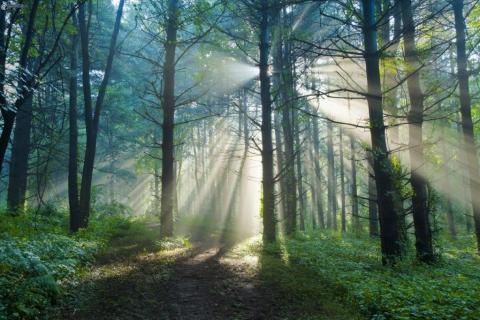 smart-art-trees-misty-forest-tree-trunks-sunlight-autum-winter-spring-summer-82