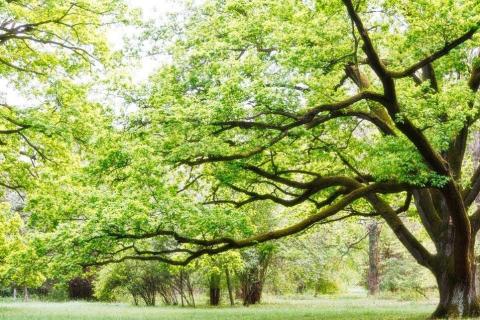 smart-art-trees-misty-forest-tree-trunks-sunlight-autum-winter-spring-summer-83