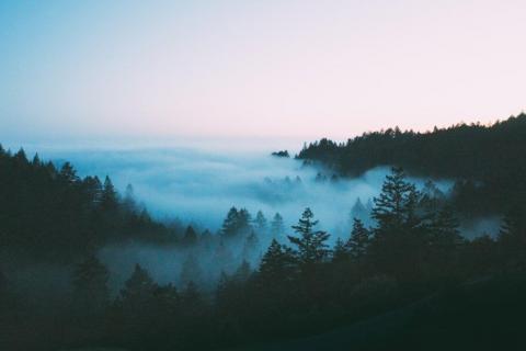 smart-art-trees-misty-forest-tree-trunks-sunlight-autum-winter-spring-summer-85