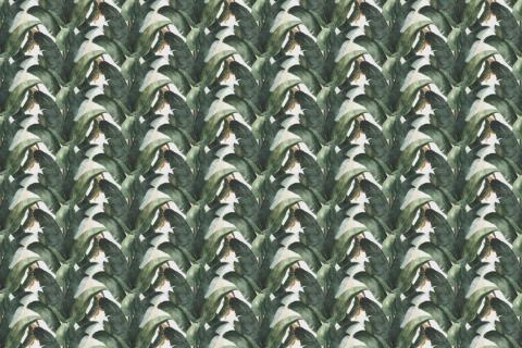 parot-banana-leaves-leopard-flamingo-87