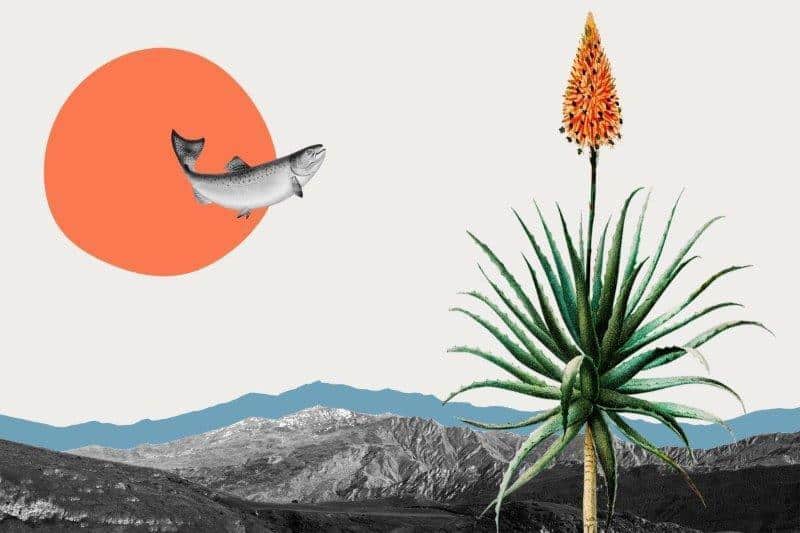 SmartArt_Whimsical_-FishLandFlower